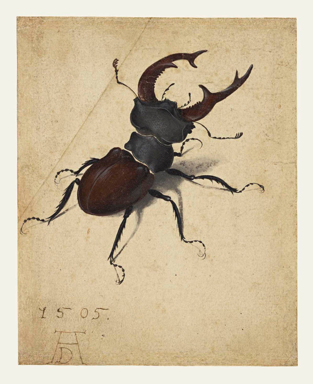 Stag Beetle Gm-00002501