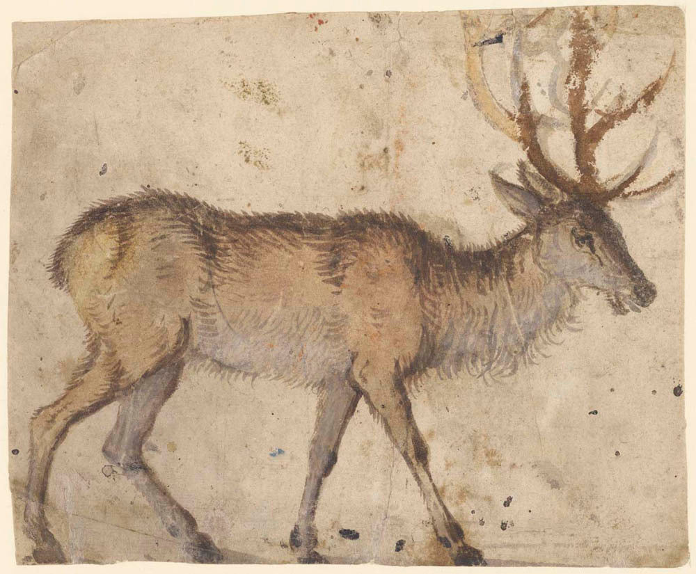 Study of a Stag (recto); Study of Goats (verso) Gm-00007301