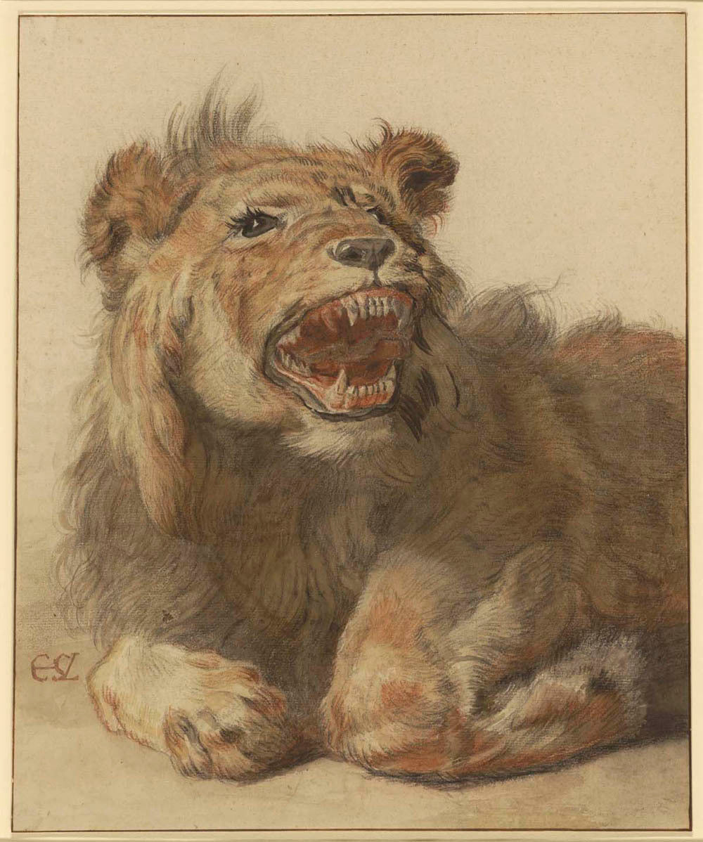 A Lion Snarling Gm-00010201