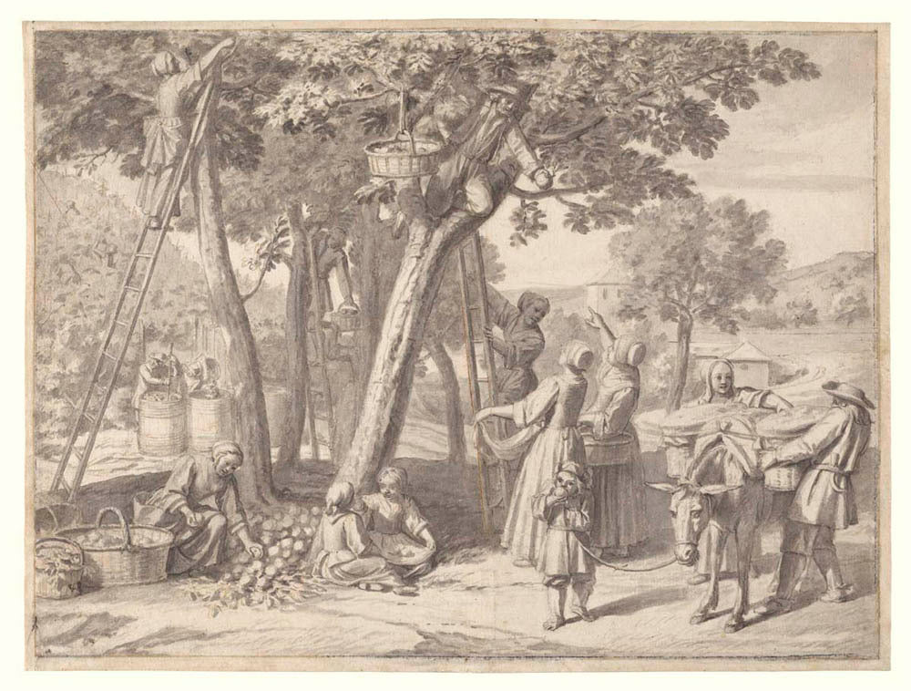 An Apple Harvest Gm-00018501