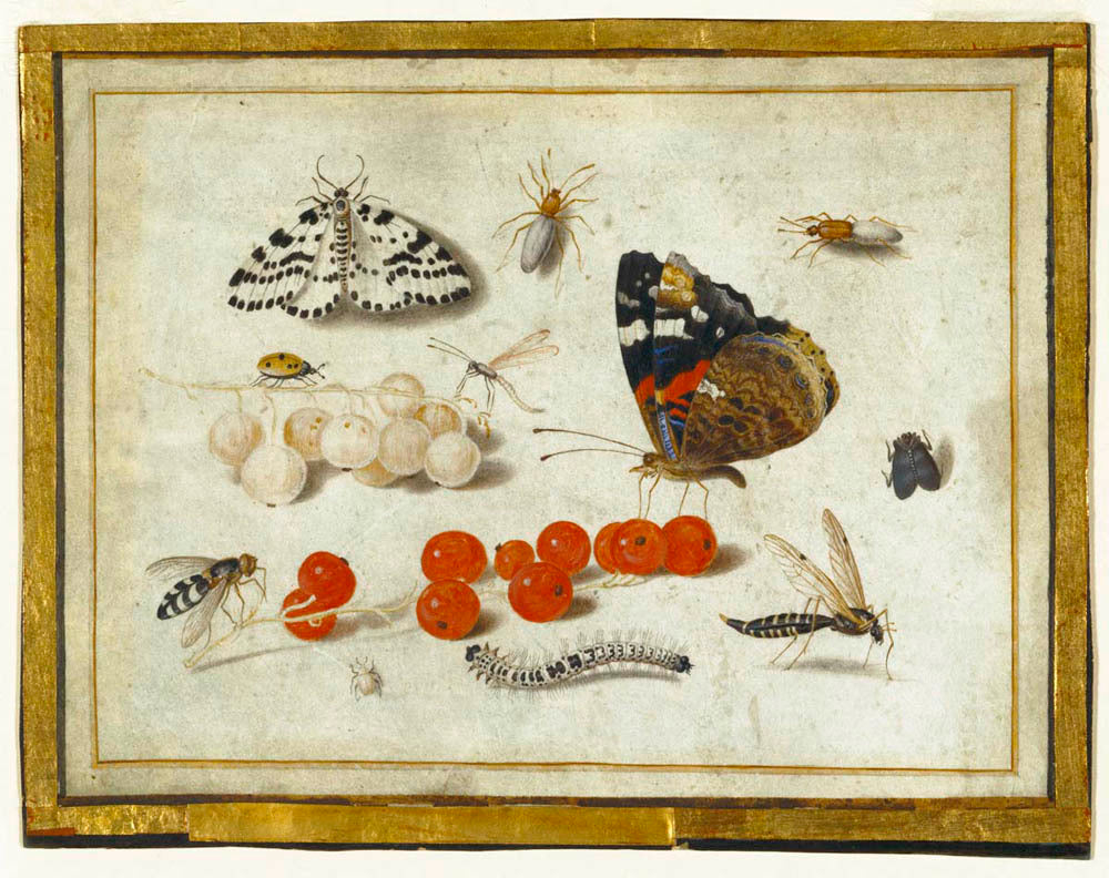 Butterfly, Caterpillar, Moth, Insects, and Currants Gm-00039301
