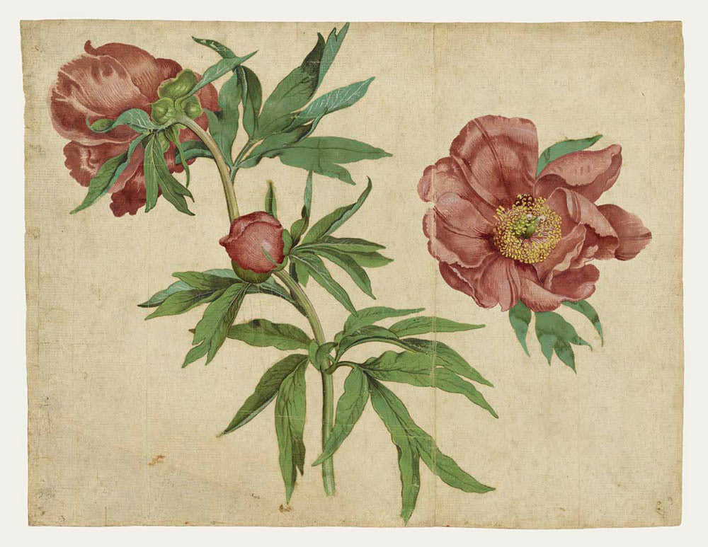Studies of Peonies Gm-00040101