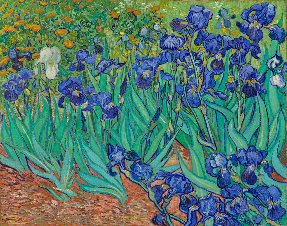 Irises Gm-00094701