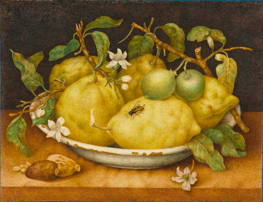 Still Life with Bowl of Citrons Gm-14198201