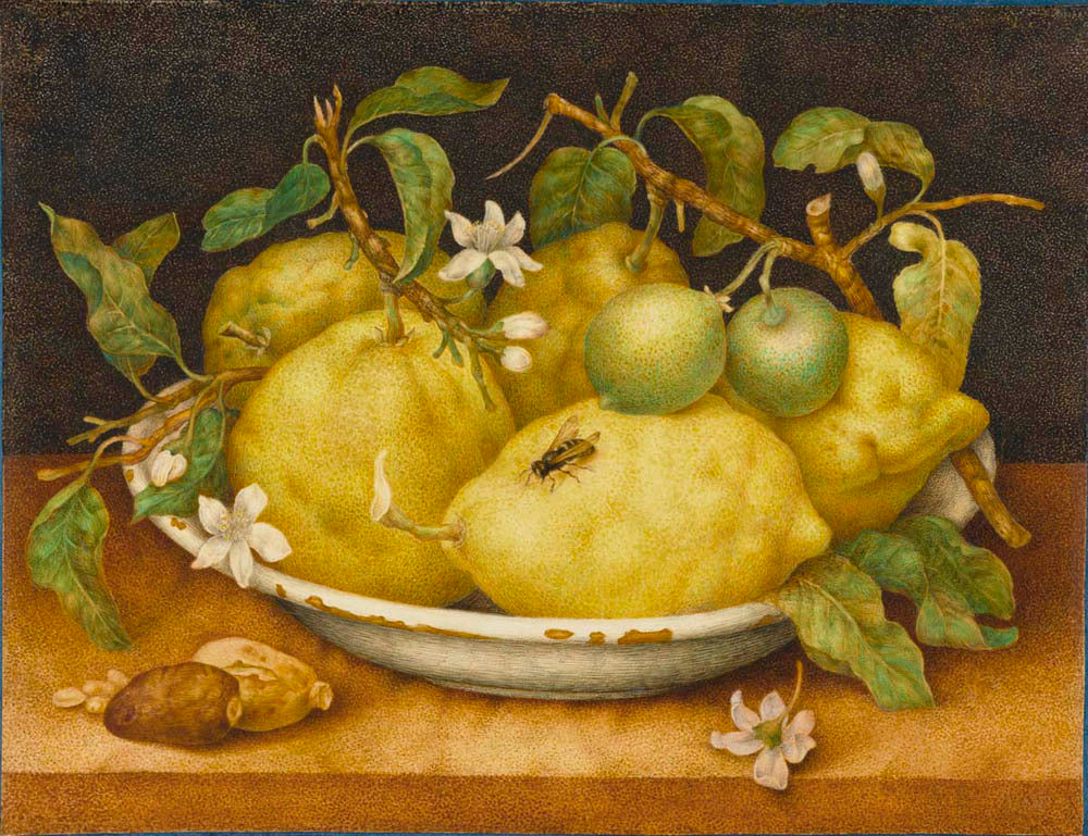 Still Life with Bowl of Citrons Gm-14198201
