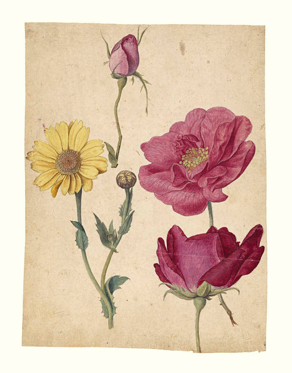 A Sheet of Studies with French Roses and an Oxeye Daisy Gm-25374901