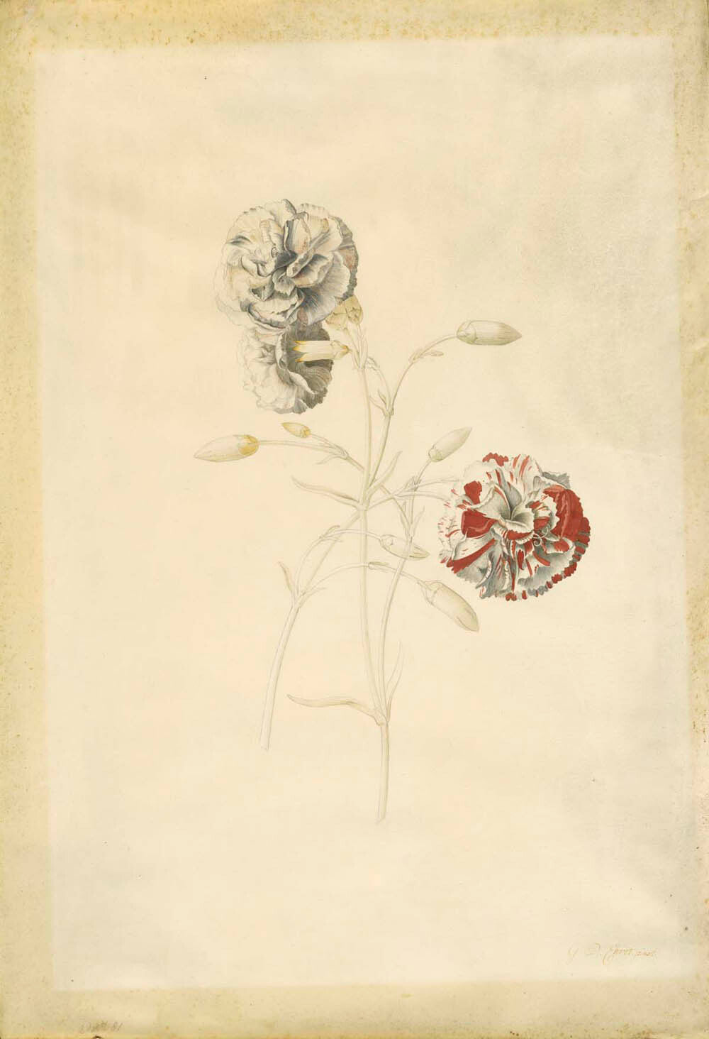 Carnations Gm-30529201