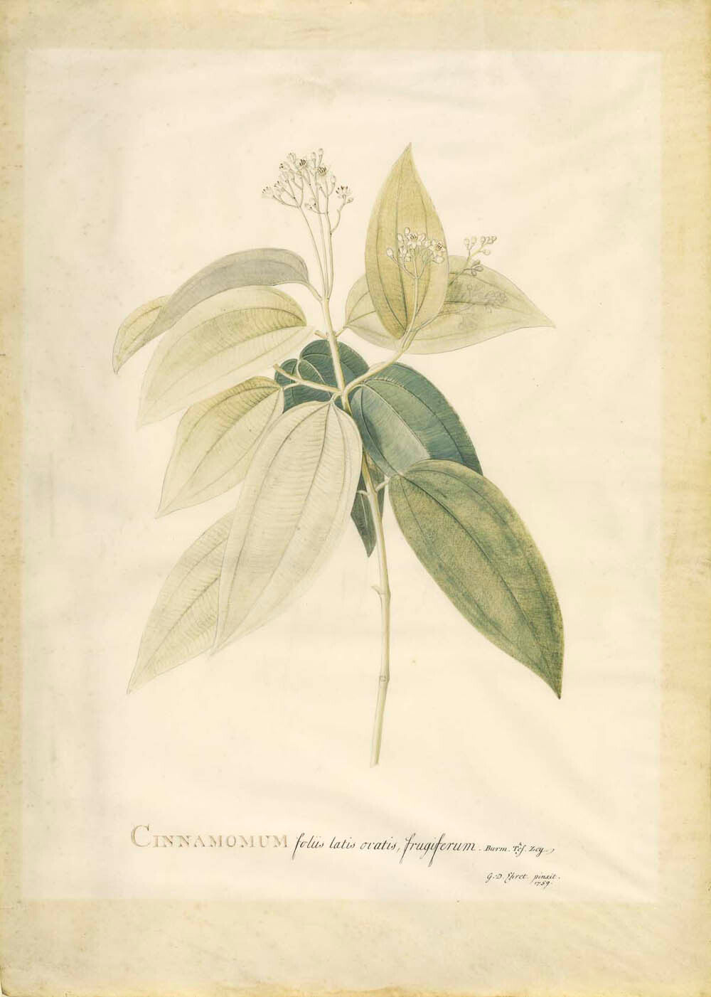 Cinnamomum Gm-30529301