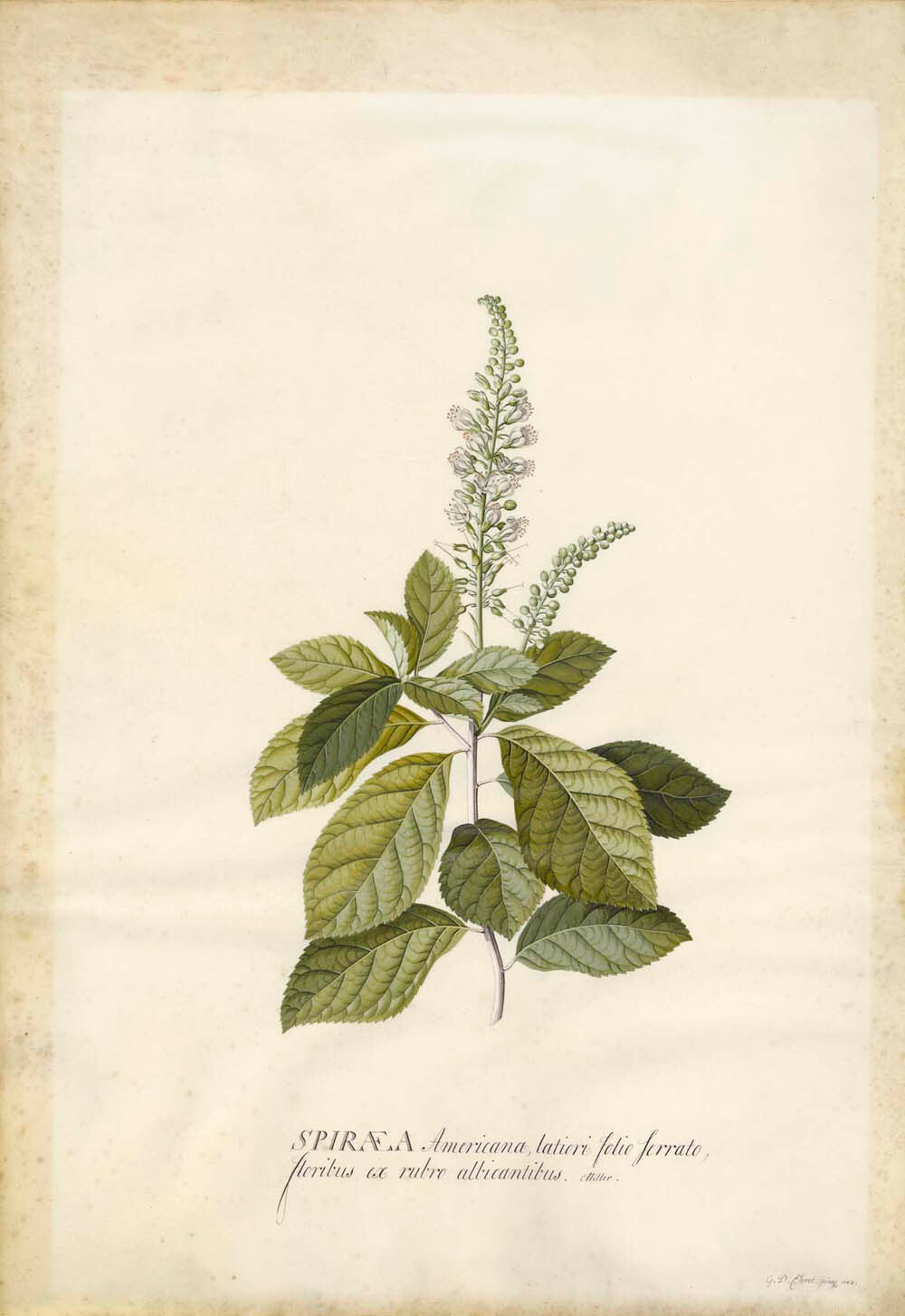 Spiraea Gm-30529501