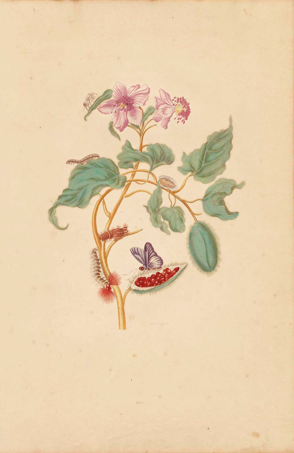 The Rocu Tree with Caterpillars, Moths, and Butterflies Gm-30529701
