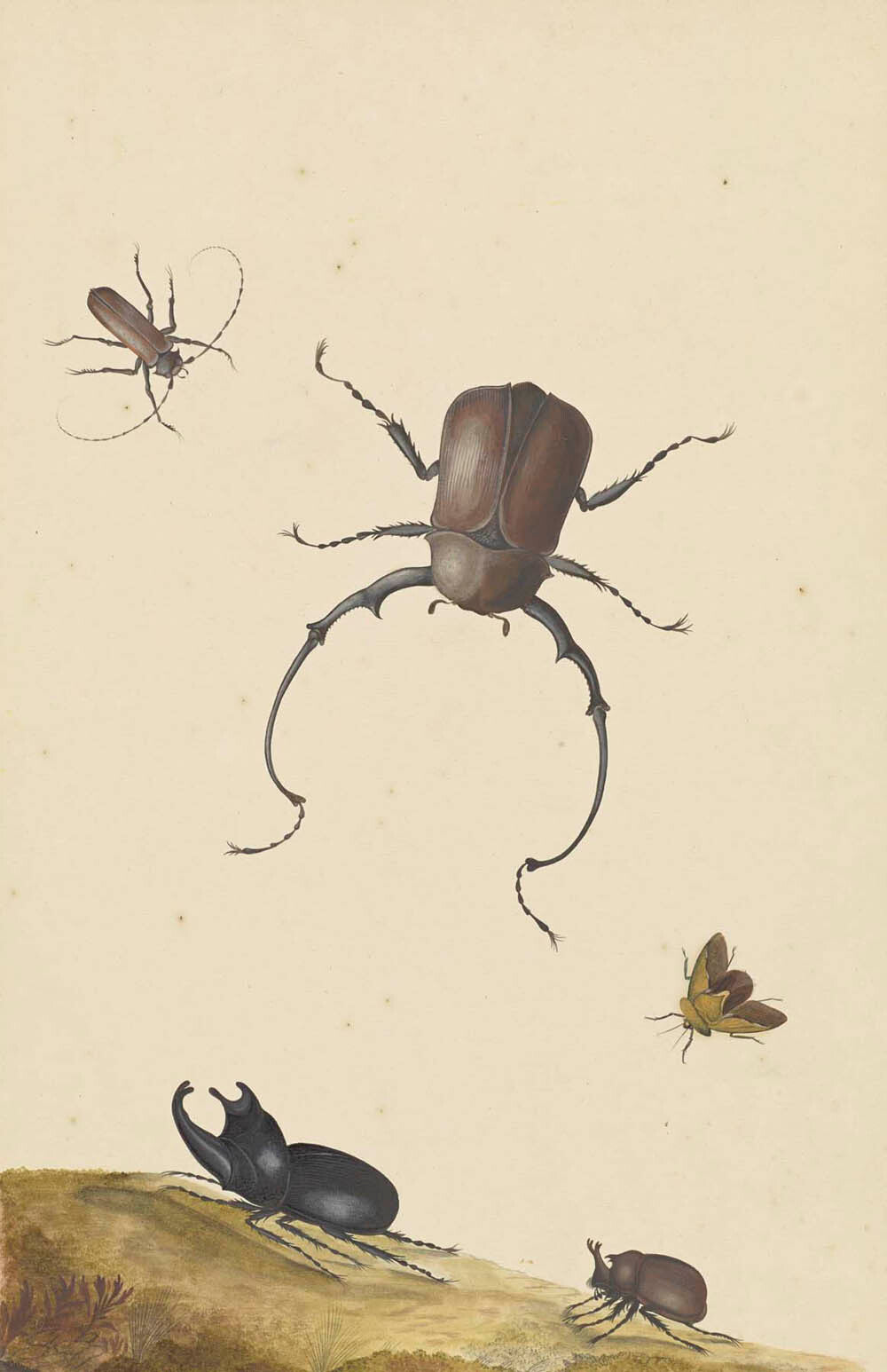 Four Beetles and a Flying Stink Bug Gm-30626501