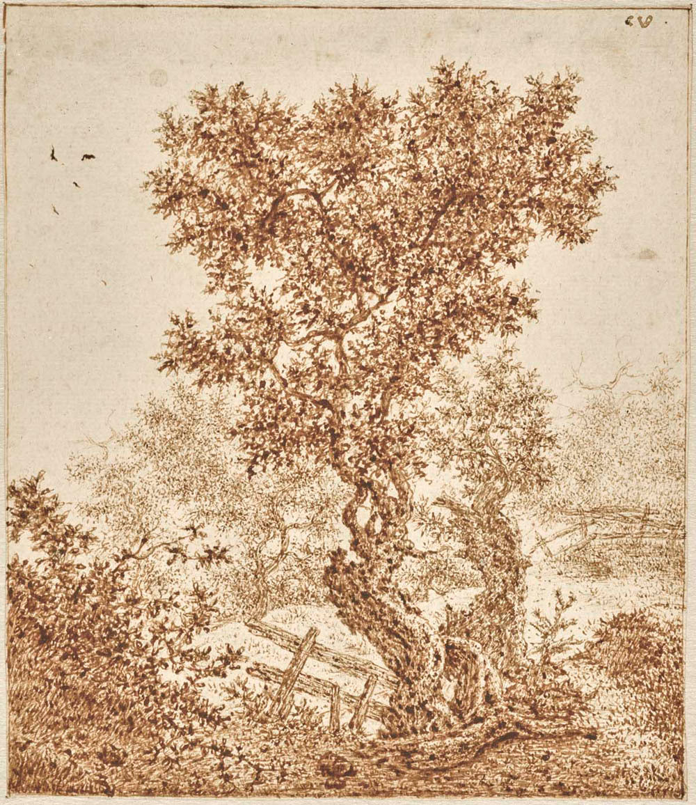 Knotty Old Tree in the Dunes with a Fence Gm-37633401